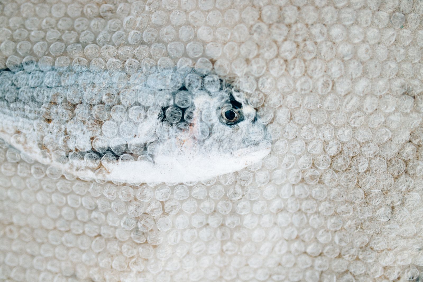 Poisson encapsulé dans du papier bulle illustrant le problème de la pollution environnementale.